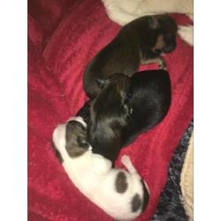 Chihuahua pups