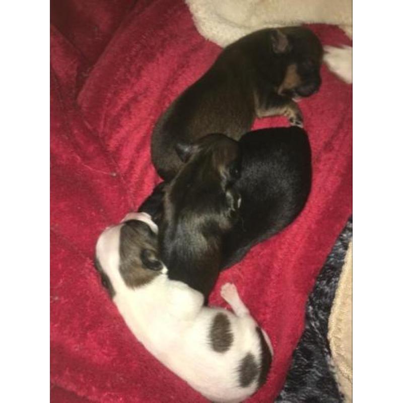 Chihuahua pups
