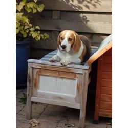 2 lieve Beagles
