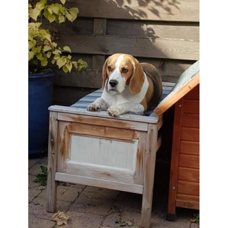2 lieve Beagles