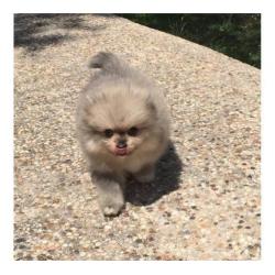 Pommeren pups te koop