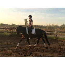 Knappe goed bewegende 6jarige dressuurmerrie