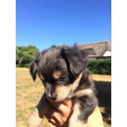 Prachtige grijze chihuahua pups