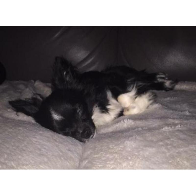Chihuahua reu van 2 jaar