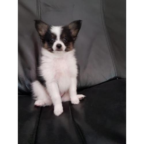 Vlinderhond, vlinderhondje pup, Papillon pup reu