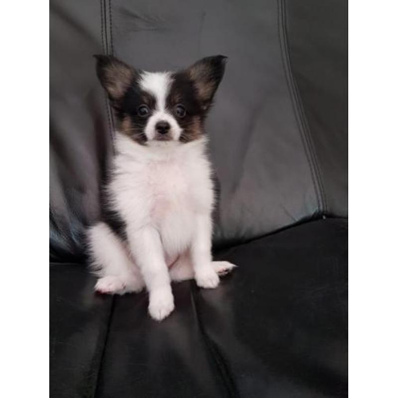 Vlinderhond, vlinderhondje pup, Papillon pup reu