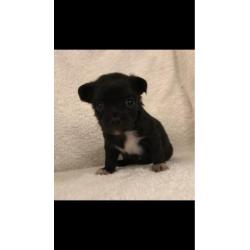 Langharige chihuahua pups