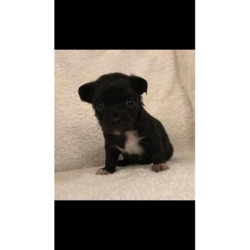 Langharige chihuahua pups