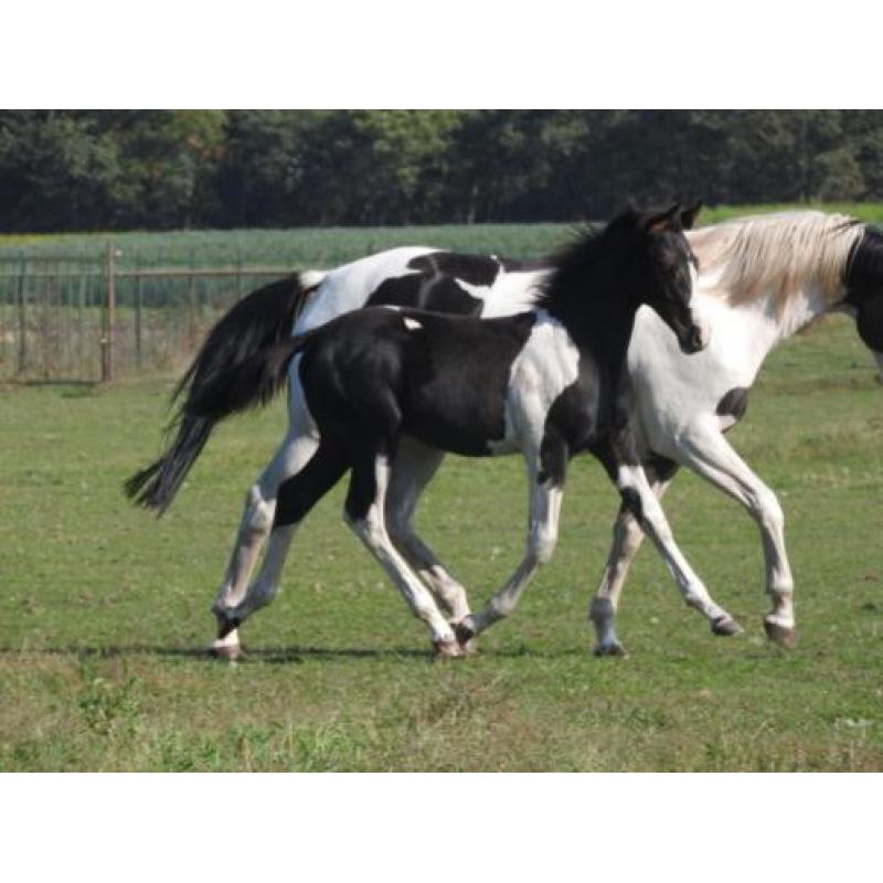 Te koop zwartbont KWPN veulen