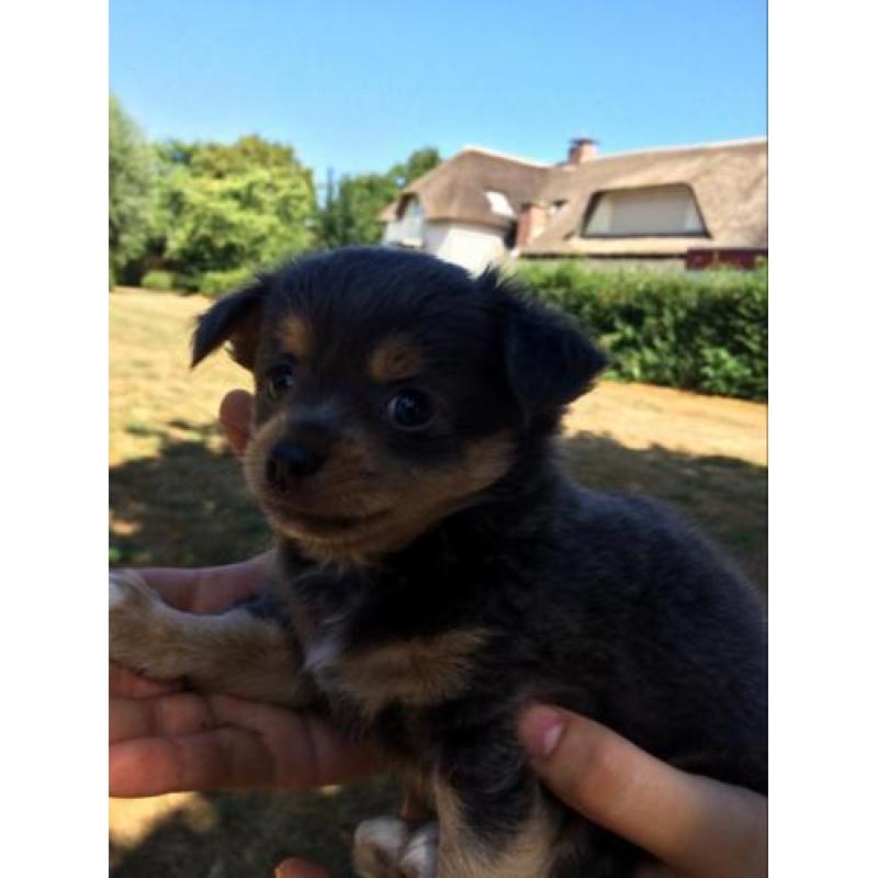 Prachtige grijze chihuahua pups