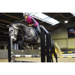 Te Koop Springpaard/ Fokmerrie
