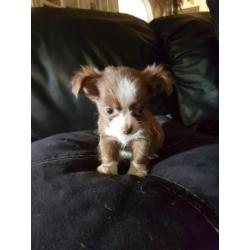 Chihuahua reutje zeer klein