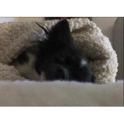 Chihuahua reu van 2 jaar