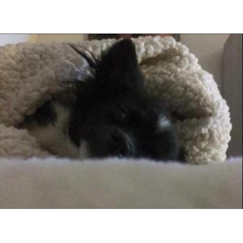Chihuahua reu van 2 jaar