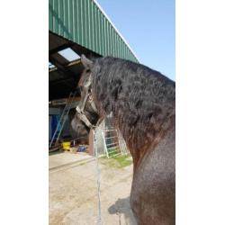 Super lieve mooie friese ruin te koop.