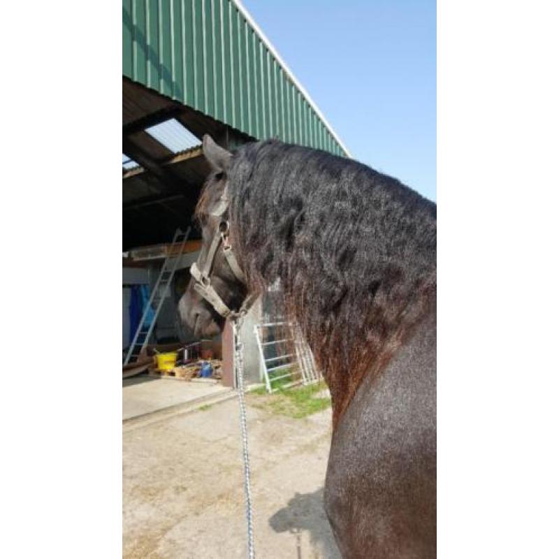 Super lieve mooie friese ruin te koop.