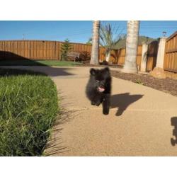Pommeren pups te koop
