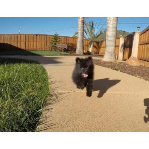 Pommeren pups te koop