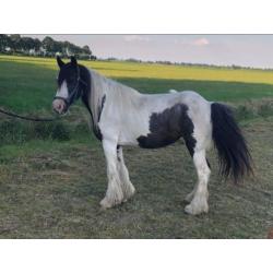 Mooie Tinker merries te koop
