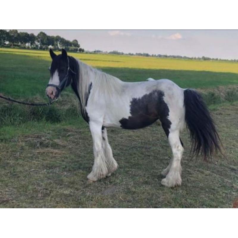 Mooie Tinker merries te koop