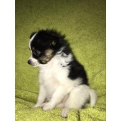 Vlinderhond, vlinderhondje pup, Papillon pup reu
