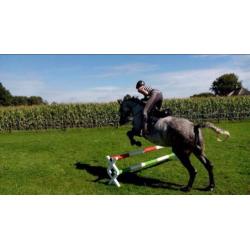 Te Koop Springpaard/ Fokmerrie
