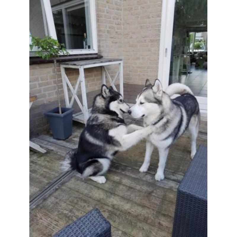Alaskan malamute puppy's met stamboom verwacht: Okt/Nov