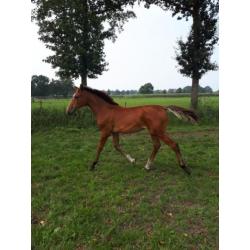 Merrieveulen Arezzo x Etoulon