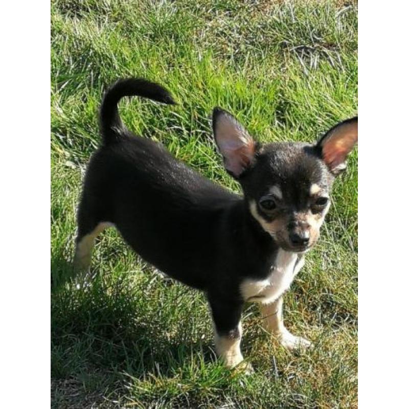 Chihuahua