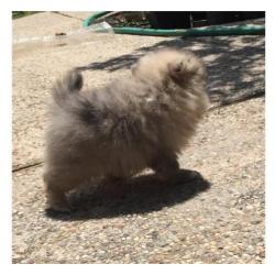 Pommeren pups te koop
