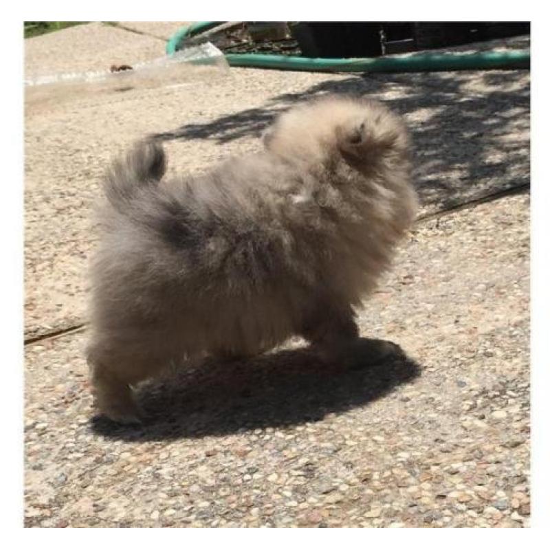 Pommeren pups te koop