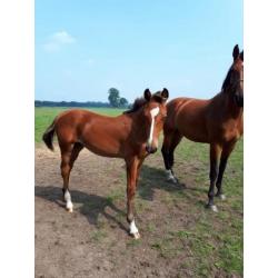 Merrieveulen Arezzo x Etoulon