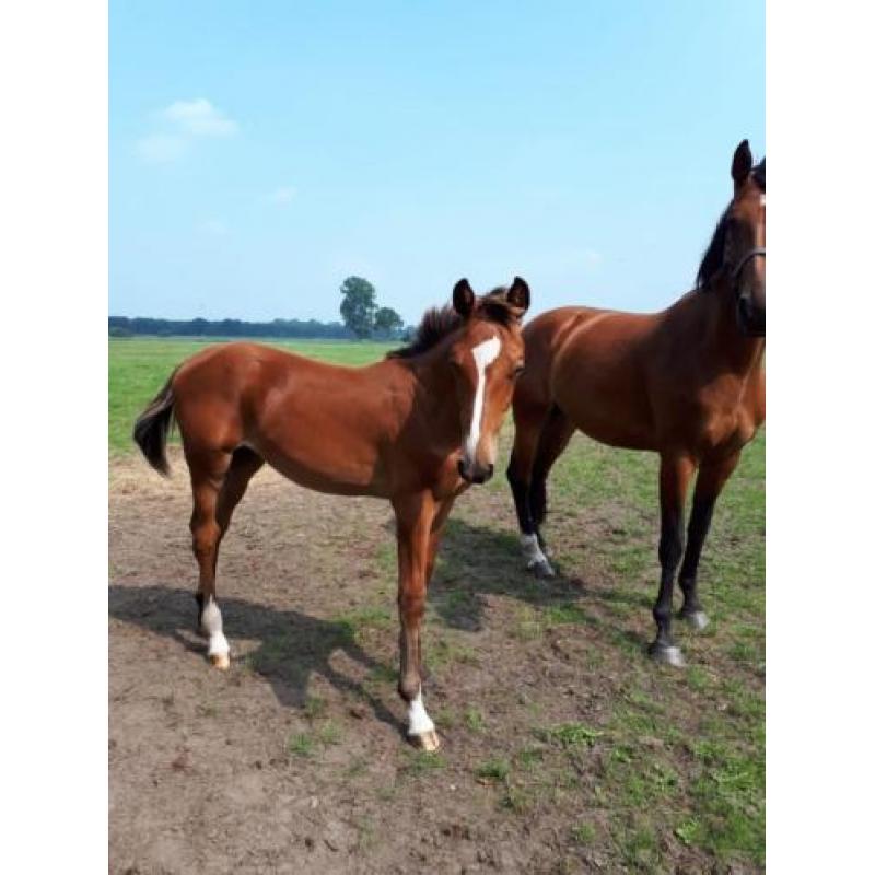 Merrieveulen Arezzo x Etoulon