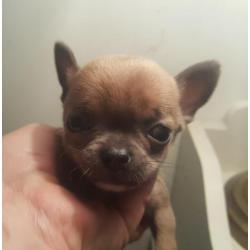 chihuahua pups