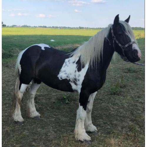 Mooie Tinker merries te koop
