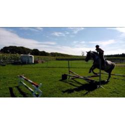 Te Koop Springpaard/ Fokmerrie