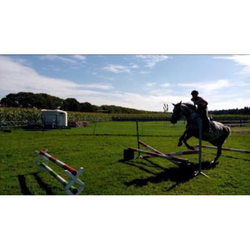 Te Koop Springpaard/ Fokmerrie