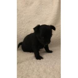 Langharige chihuahua pups