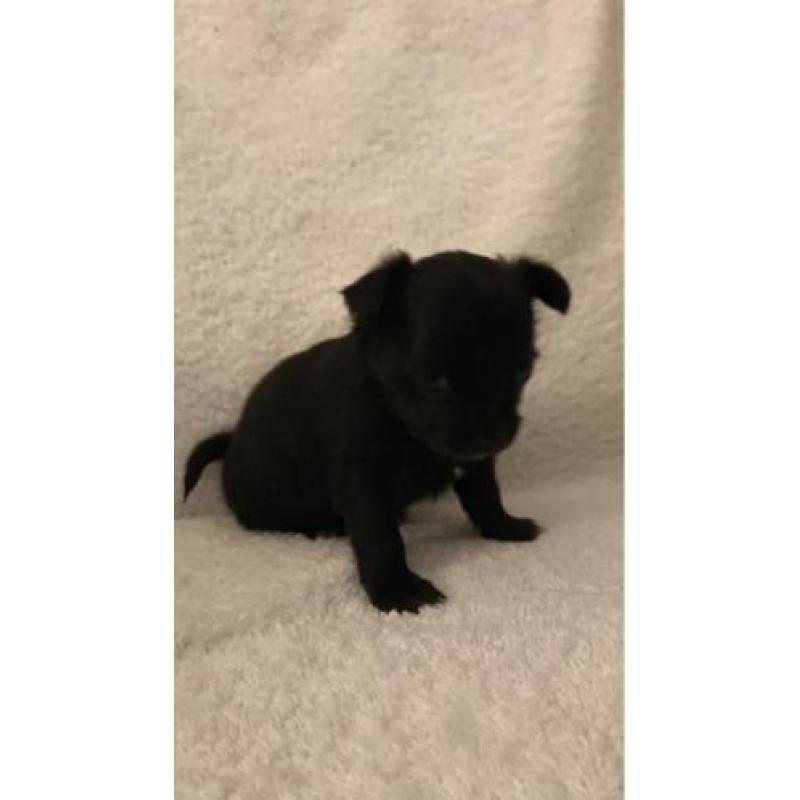 Langharige chihuahua pups