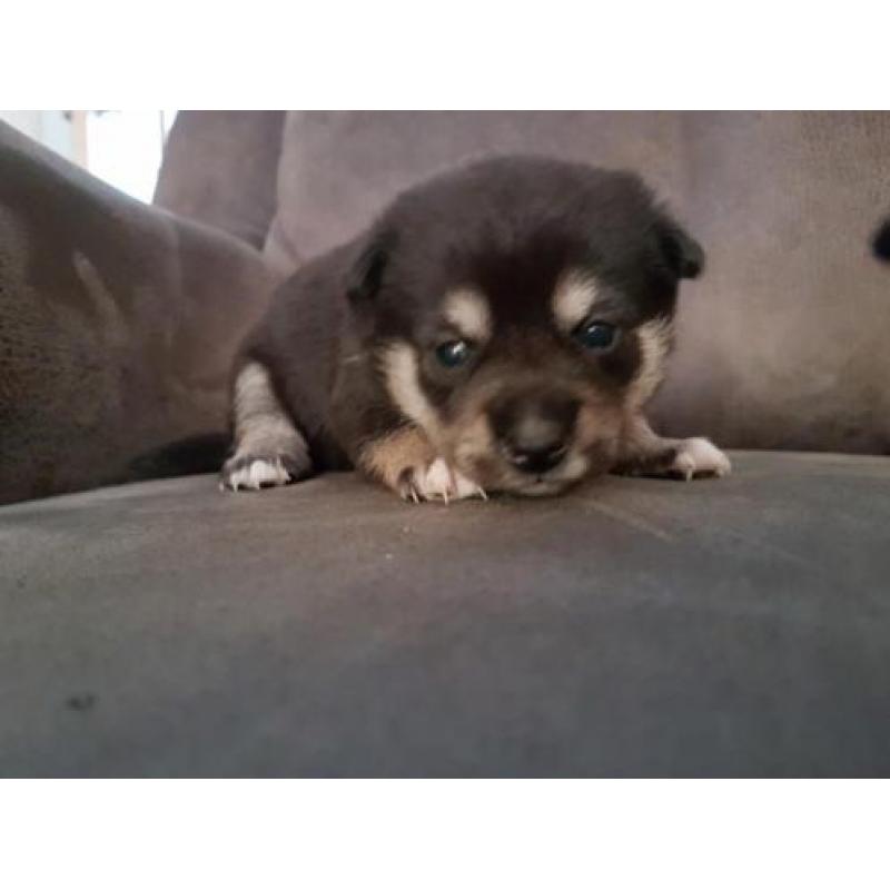Shiba Inu Puppys te koop