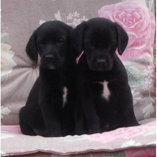 Beagle pups ,reutje gekruist met labrador