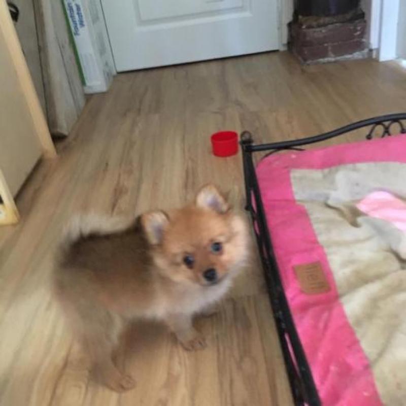Kleinkees puppys