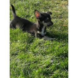 Chihuahua