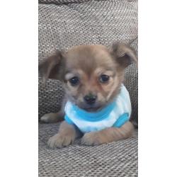 Prachtig Chihuahua baby girl mag mee langhaar