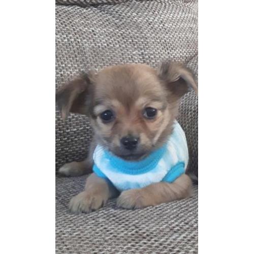 Prachtig Chihuahua baby girl mag mee langhaar