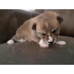 Shiba Inu Puppys te koop