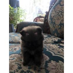 Mini pomeriaan boo teefje met fci stamboom