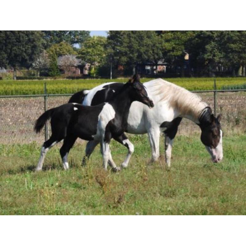 Te koop zwartbont KWPN veulen