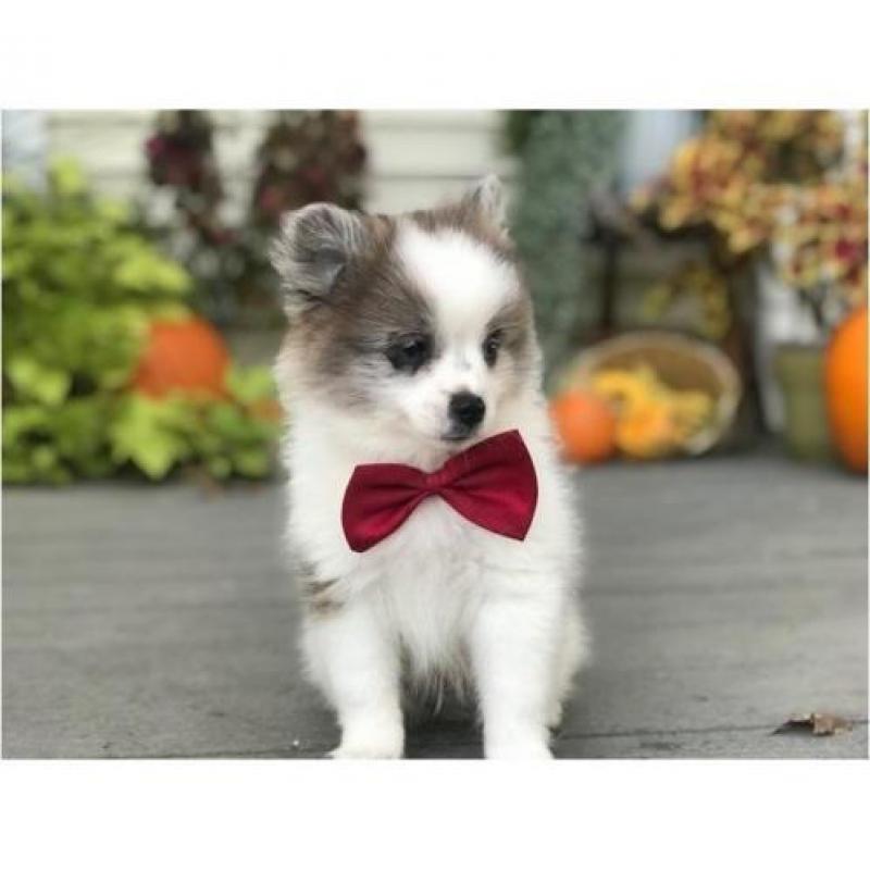 Pommeren pups te koop