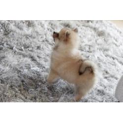 Mooie en unieke pup! Pomeriaan!